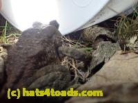 /home//u458753944/public_html/sourcegallery//Roxborough Toad Detour/2013-2019/2017/P4030711.JPG
